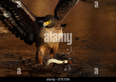 Cormoran à serpent dans le Parc National de Ranthambhore Banque D'Images