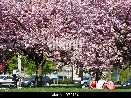 Les gens s'assoient sous les arbres en fleurs à Leipzig, Allemagne, 05 mai 2013. Photo : JAN WOITAS Banque D'Images