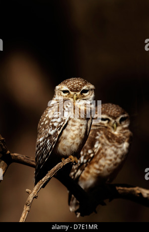 Une paire de points de repos Owlets sur un arbre dans le parc national de Ranthambhore Banque D'Images