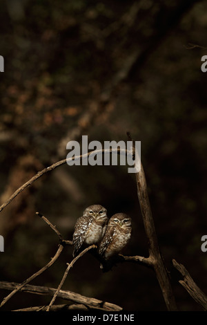 Une paire de points de repos Owlets sur un arbre dans le parc national de Ranthambhore Banque D'Images