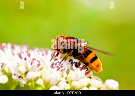 Helophilus pendulus hoverfly européenne ( ) Banque D'Images