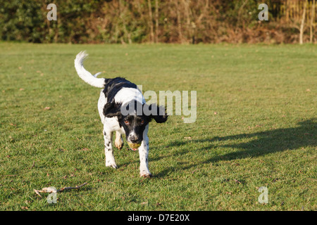 En Angleterre, Royaume-Uni, Grande Bretagne. Un jeune noir et blanc English Springer Spaniel chien qui court avec une balle à l'extérieur Banque D'Images