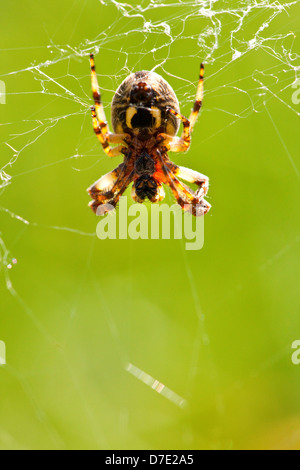 Le jardin européen, araignée araignée araignée diadème, croix ou croix orbweaver (Araneus diadematus) dans un site web Banque D'Images