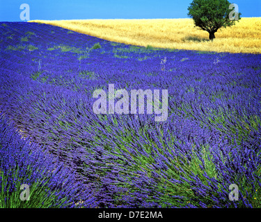 FR - ALPES-DE-HAUTE-PROVENCE : champ de lavande et d'arbre sur le Plateau de Valensole près de Montagnac-montpezat Banque D'Images