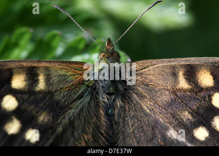 D'une récolte extrêmement détaillées bien camouflée bois mouchetée (Pararge aegeria) papillon posant sur sur une feuille Banque D'Images