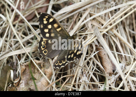 Macro d'une image détaillée bien camouflée mouchetée femelle papillon Pararge aegeria (bois) posant sur le terrain Banque D'Images