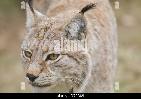 Lynx eurasien marcher et regarder dehors pour l'alimentation Banque D'Images
