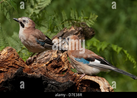 Deux mineurs'Jays (Garrulus glandarius) on log en été Banque D'Images