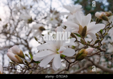 Sternmagnolie - star magnolia 01 Banque D'Images
