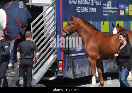 CARDIFF, Royaume-Uni. 5 mai 2013. Les chevaux de la police sont déchargés en préparation pour le défilé des champions de la ville de Cardiff.L'équipe n'ont défilé dans la ville dans un bus à toit ouvert après avoir remporté le championnat et d'être promu en Premier League. Banque D'Images