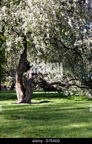 New York City, USA. 4 mai, 2013. Vieux pommier noueux en pleine floraison sur la pelouse de l'Est Central Park sur printemps éblouissant Samedi, la ville de New York, le 4 mai 2013 Banque D'Images