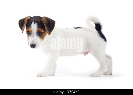 Jack Russel chiot sur fond blanc Banque D'Images