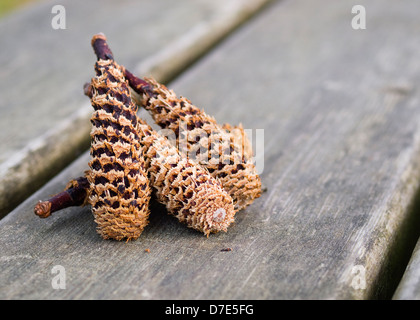 Détail de cocottes dans une macro photo avec un beau background Banque D'Images