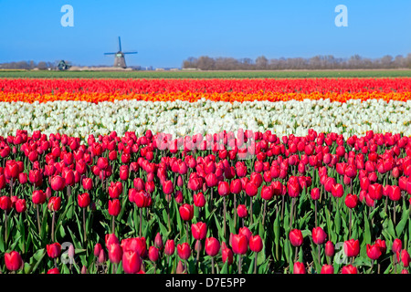 Champs de tulipes colorées et moulin à vent hollandais en Hollande du Nord Banque D'Images