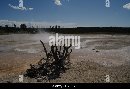 Vue du ciel bleu, de voitures garées US 287, arbre mort couché racine le trop-plein de silex, printemps, Yellowstone Geyser Basin inférieur Banque D'Images