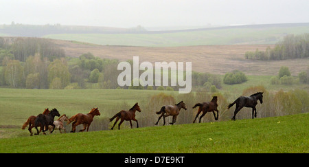 L'exécution de l'Altaï Sibérie Russie Asie chevaux Banque D'Images