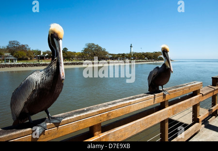 Une paire de le pélican brun sur un quai de pêche, St Simon's Island, Georgia, USA Banque D'Images