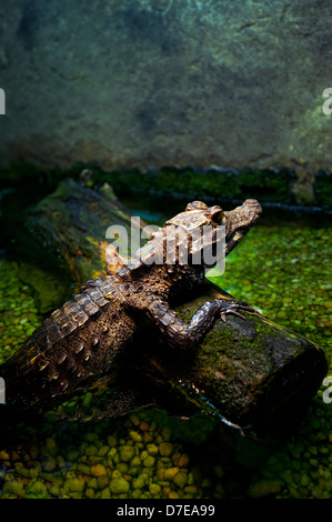 Les crocodiles / alligator en captivité Banque D'Images