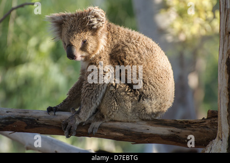 Un koala assis sur une branche d'eucalyptus, à la lumière du soleil Banque D'Images