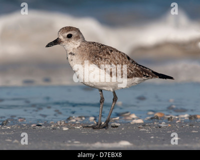 En plumage d'hiver siffleur gris on beach Banque D'Images