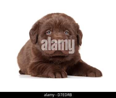 Chiot Labrador Retriever chocolat (4 semaine, isolé sur fond blanc) Banque D'Images