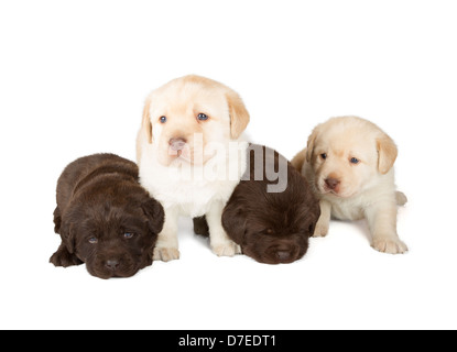 Chocolat et quatre chiots Labrador Retriever jaune (4 semaine, isolé sur fond blanc) Banque D'Images