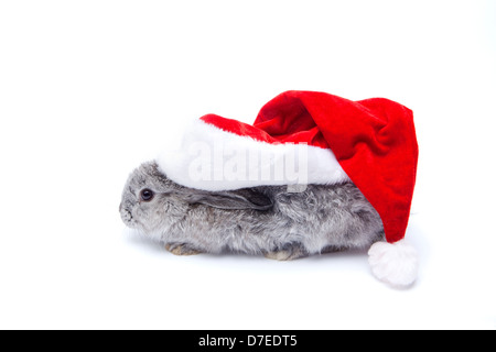 Bébé lapin gris avec grand chapeau de Père Noël sur fond blanc Banque D'Images