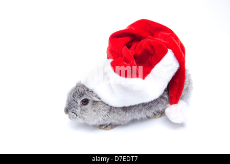 Bébé lapin gris avec grand chapeau de Père Noël sur fond blanc Banque D'Images