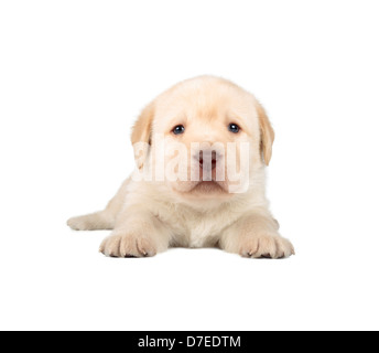 Chiot Labrador Retriever jaune (4 semaine, isolé sur fond blanc) Banque D'Images