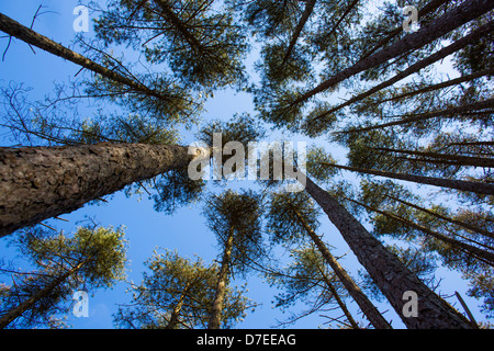 Voir à directement jusqu'à la base des pins evergreen dans Pembrey Country Park, Llanelli, Wales peu profondes avec DoF. Banque D'Images