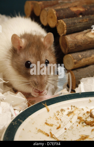 Manger rat Rattus norvegicus farine Tenebrio molitor Banque D'Images