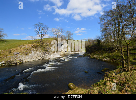 Loup près de Tonbridge cicatrice sur le Dales Way Sentier Wharfedale Yorkshire. Banque D'Images