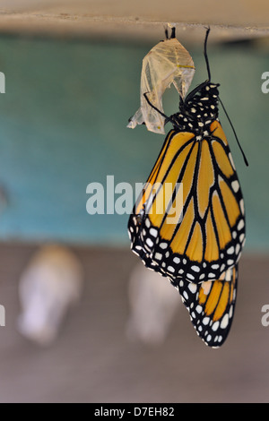 Monarque Danaus plexippus chrysalide nouvellement émergé de sécher ses ailes Grand Sudbury Ontario Canada Banque D'Images