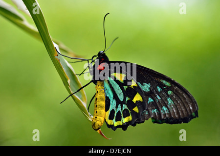 Ornithoptera priamus Cairns cites Butterfly Conservatory Niagara Niagara Falls Ontario Canada Banque D'Images