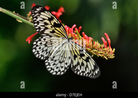 Papier de Riz/grand arbre nymphe idée leuconoe Butterfly Conservatory Niagara Niagara Falls Ontario Canada Banque D'Images