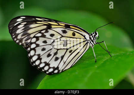 Papier de Riz/grand arbre nymphe idée leuconoe Butterfly Conservatory Niagara Niagara Falls Ontario Canada Banque D'Images