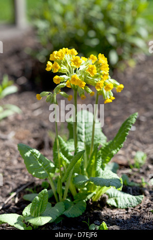 Primula veris coucou bleu, jaune Banque D'Images