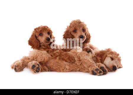 Chiots caniches Banque D'Images