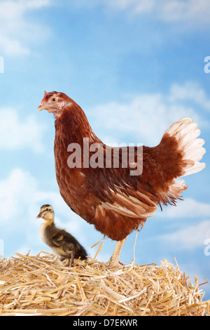 Canard et poulet Banque D'Images