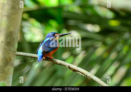 Beau mâle bleu-eared kingfisher (Alcedo meninting) sitting on branch Banque D'Images