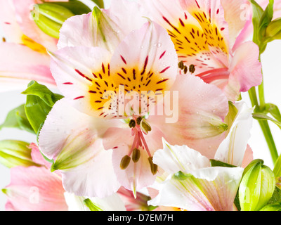 L'alstroemeria frais rose fleur de close up Banque D'Images