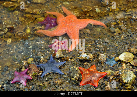 Les organismes de la zone intertidale à marée basse. Bat stars. Queen Charlotte Islands Haida Gwaii Haanas Gwaii NP British Columbia Canada Banque D'Images