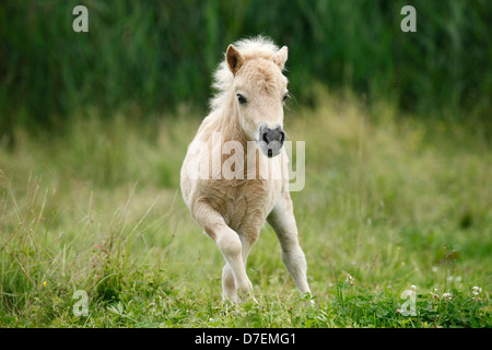 Poney Shetland poulain miniature Banque D'Images