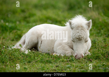 Poney Shetland poulain miniature Banque D'Images