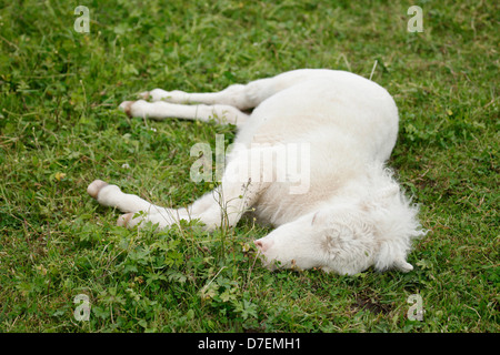 Poney Shetland poulain miniature Banque D'Images