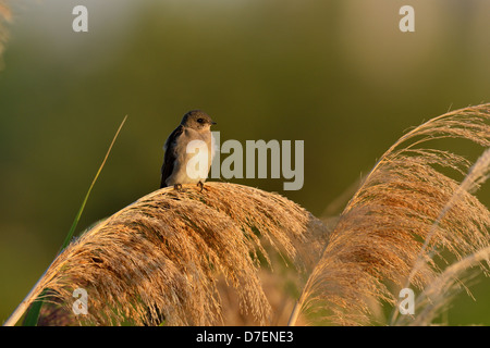 Hirondelle bicolore (Tachycineta bicolor) Les jeunes se percher sur les roseaux géants, les zones humides du Collège Niagara, Welland, Ontario, Canada Banque D'Images