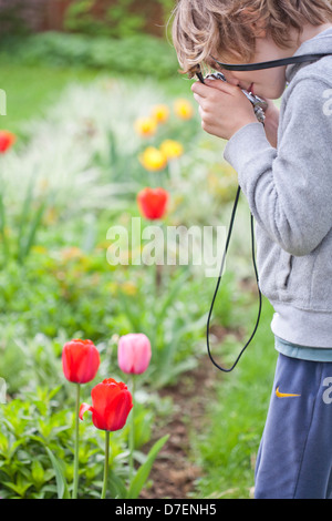 Garçon photographiant les tulipes dans le jardin. Banque D'Images