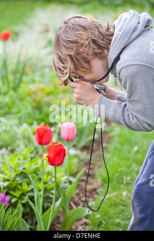 Garçon photographiant les tulipes dans le jardin. Banque D'Images