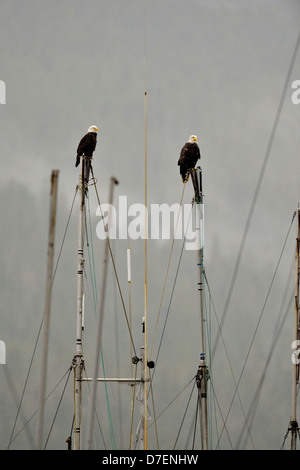 Pygargue à tête blanche (Haliaeetus leucocephalus) Adulte, Prince Rupert, Colombie-Britannique, Canada Banque D'Images