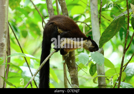 Beau Noir Écureuil géant (Ratufa bicolor) au parc national de Kaeng Krachan,Thailand Banque D'Images